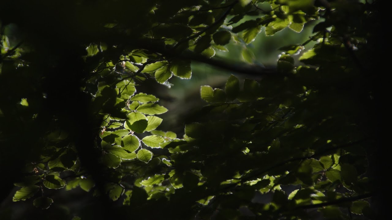 Das Ökosystem Wald
