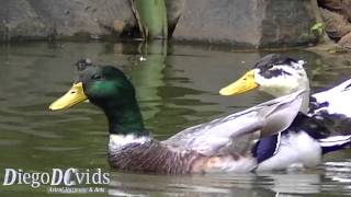 Anas Platyrhynchos Anatidae Mallard Wild Duck Pato Real