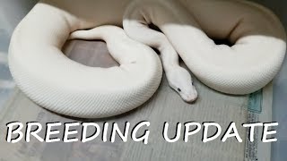 Celebrity Breeding Ball Pythons: Post-Ovulation or Pre-lay Shed Net Worth