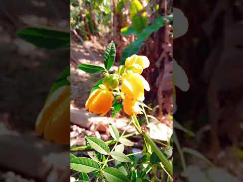 Flweer Comedyvideos Nature