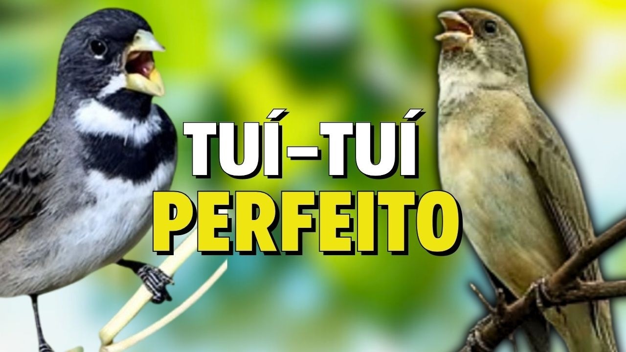 CANTO DO COLEIRO TUI TUI PERFEITO PARA ESQUENTAR COLEIRO E ENSINAR COLEIRO E PAPA CAPIM PARDO