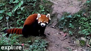 Red Panda Forest Park powered by EXPLORE.org