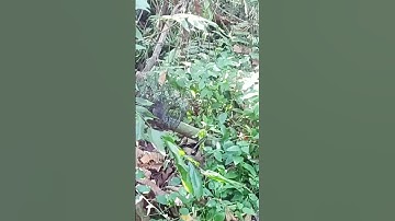 Đi bẫy những con chuột biết leo cây || Go trap mice that can climb trees #shorts