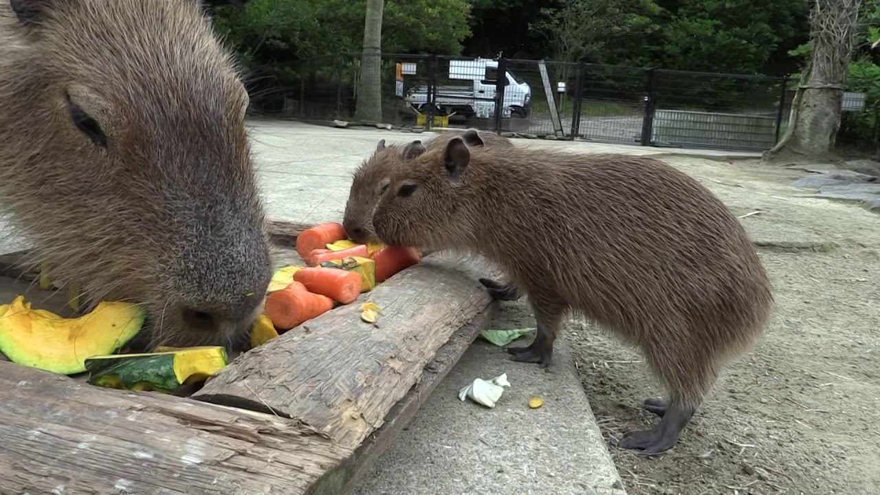 カピバラの鳴き声 Call Of Capybaras Youtube