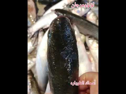 اكبر تشكيلة أسماك السويس شوفي الأسعار قبل الشراء اجود انواع الماكولات البحرية السويسي بالأسعار