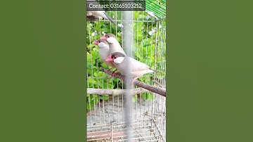 Fawn Java Available #bird #javasparrow #viral