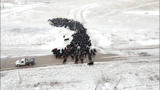 Moving Herd of Cattle Over 4 Miles with 3 Hangin Tree Cowdogs  Dagley Ranch Life Episode 10