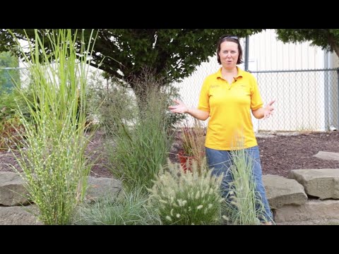 Petitti Ornamental Grasses Youtube