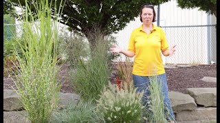 PETITTI Ornamental Grasses