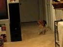 Riley the Beagle vs the Vacuum Cleaner