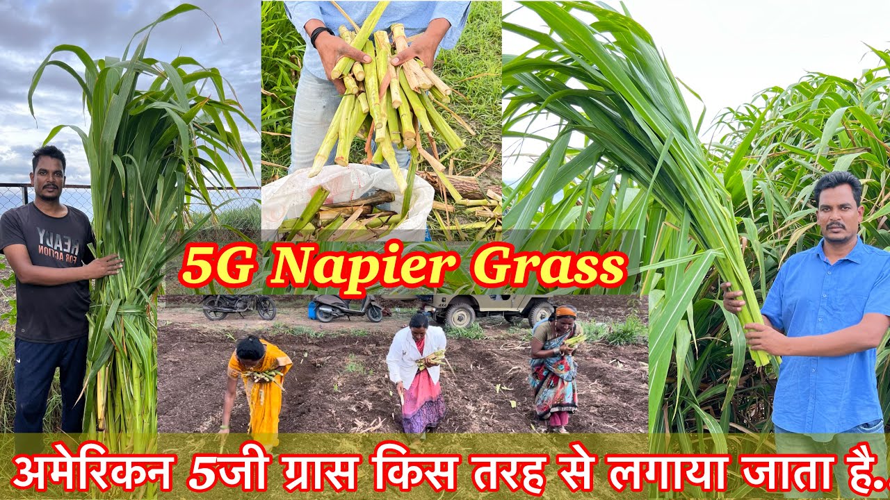 #American5g Napier grass plantation #अमेरिकन5जी नेपियर ग्रास किस तरह से लगाया जाता है,पुरी जानकरी#5G