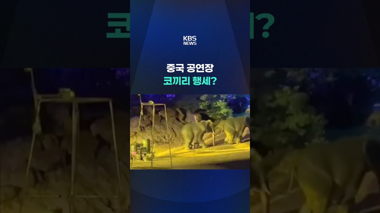 중국 공연장 코끼리, 알고 보니 사람이라고? #shorts / KBS