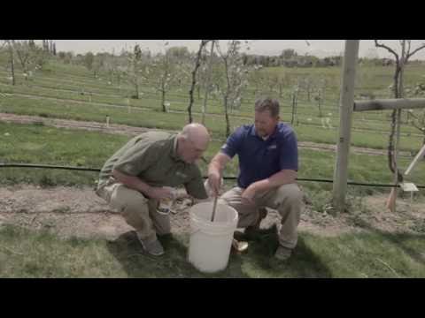 Video: Ysterchlorose: Regstelling van 'n ystertekort in plante