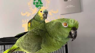 Loro trata mal a su  mamá/loro dice perra a su mamá#parrot #pets #bird #talkingparrot