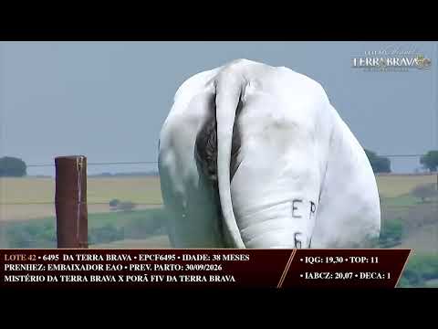LOTE 42   EPCF 6495