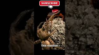 Bombardier Beetle the Bomb Expert | Nature’s Chemical Weapon! #shorts