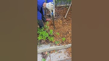 Use a shovel to dig up tree roots
