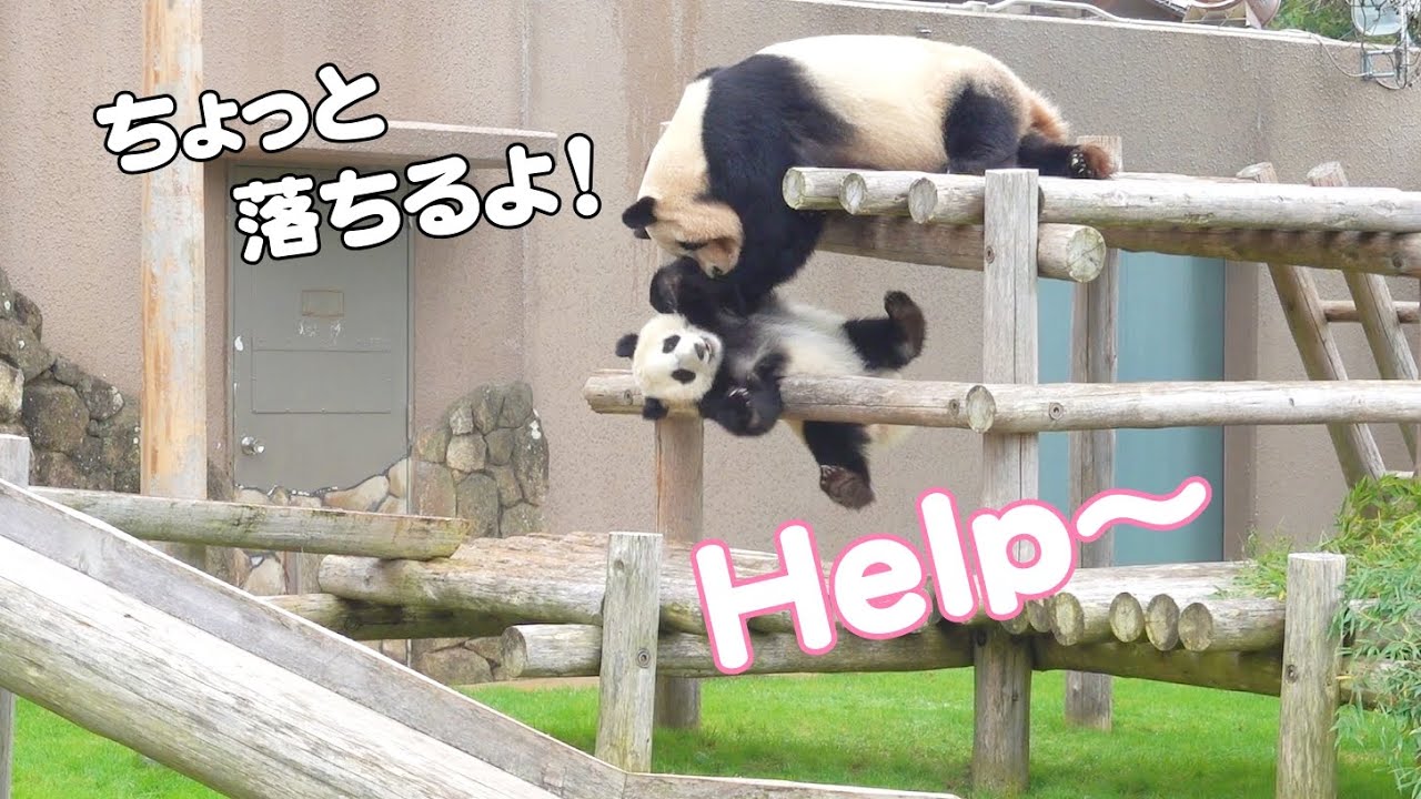 これほんと笑ったwパンダ親子のミニコントw観客ツボにハマって大爆笑