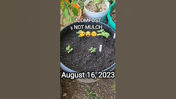 🥒 65 frost free days left! More cukes!🌱 #shorts #cucumber #containergardening #garden #compost #soil