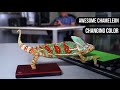 Chameleon changing color  animals are awesome