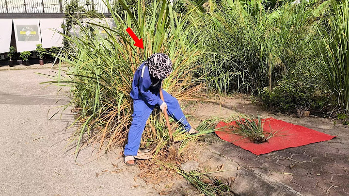 The Giant Weeds Make People Forget that There Used to be a Beautiful Sidewalk Here