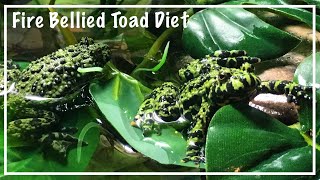 Fire Bellied Toad Diet | Feeding My Frogs
