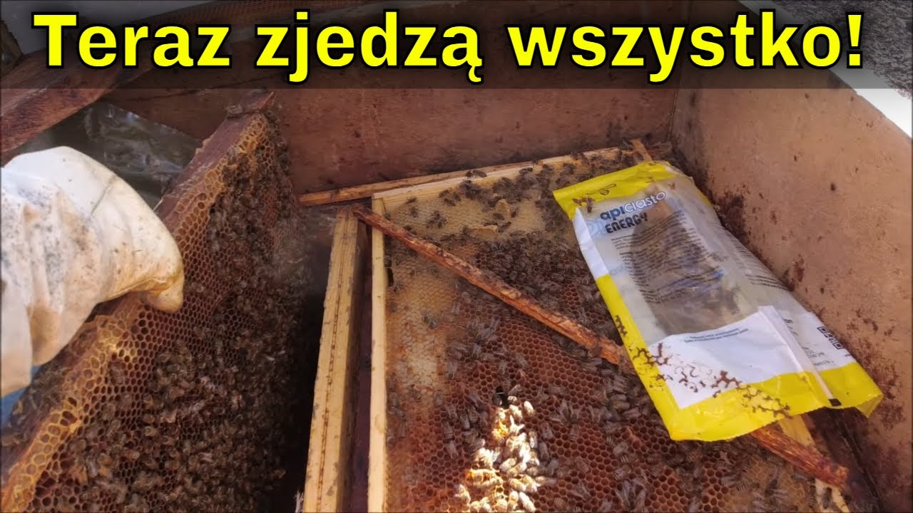 Komedia z tragedią. Wzmożony pobór pokarmu, silna rodzina i pszczoły po przejściach...