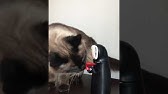 ガン見ネコ Youtube