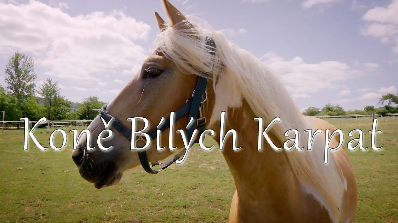 Koně Bílých Karpat