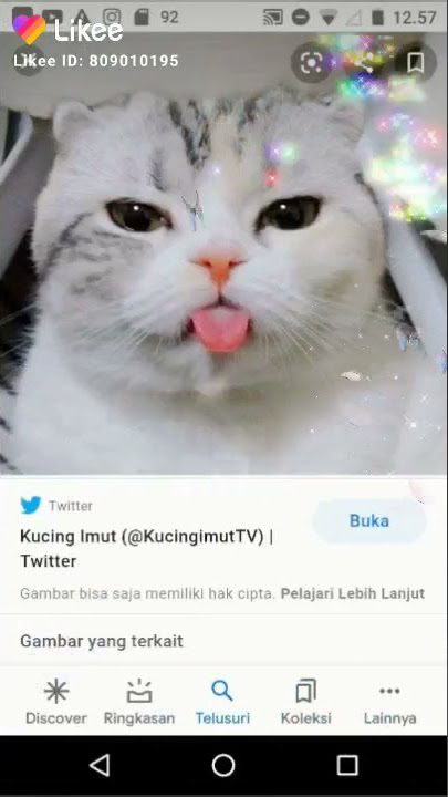 kucing imut. Ayo kita belajar suara kucing meong meong  🐈🐱 jangan lupa subscribe channel ku
