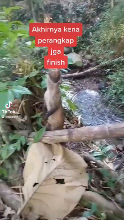 jebakan jeratt, Otter ala suloyoo
