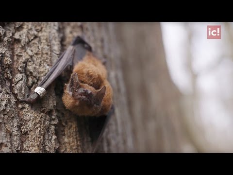 Video: Perii Parfumati De Liliac