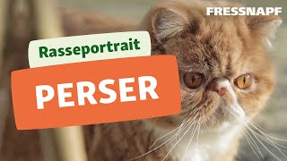 Perser Katze Rasseportrait | FRESSNAPF