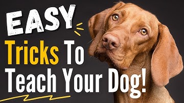 10 Impressive and Easy Dog Tricks to Teach Your Dog - They are Easier than you think!