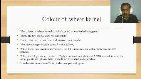 Polygenic inheritance  Kernel colour in Wheat