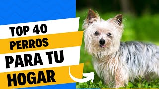 Las Mejores Razas de Perros Hogareñas, Muchos te sorprenderan! by CurioZoo 240 views 1 month ago 12 minutes, 32 seconds
