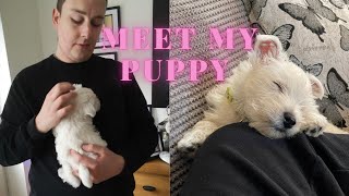 I GOT A PUPPY! BRINGING HOME MY  8 WEEK OLD WESTIE PUPPY | West Highland White Terrier
