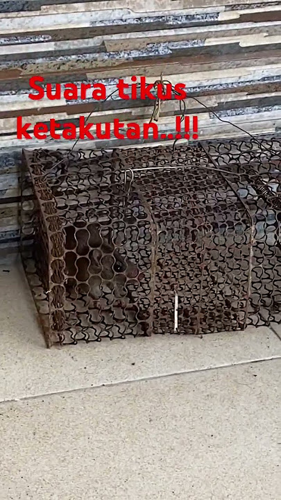 Suara tikus ketakutan #Shorts