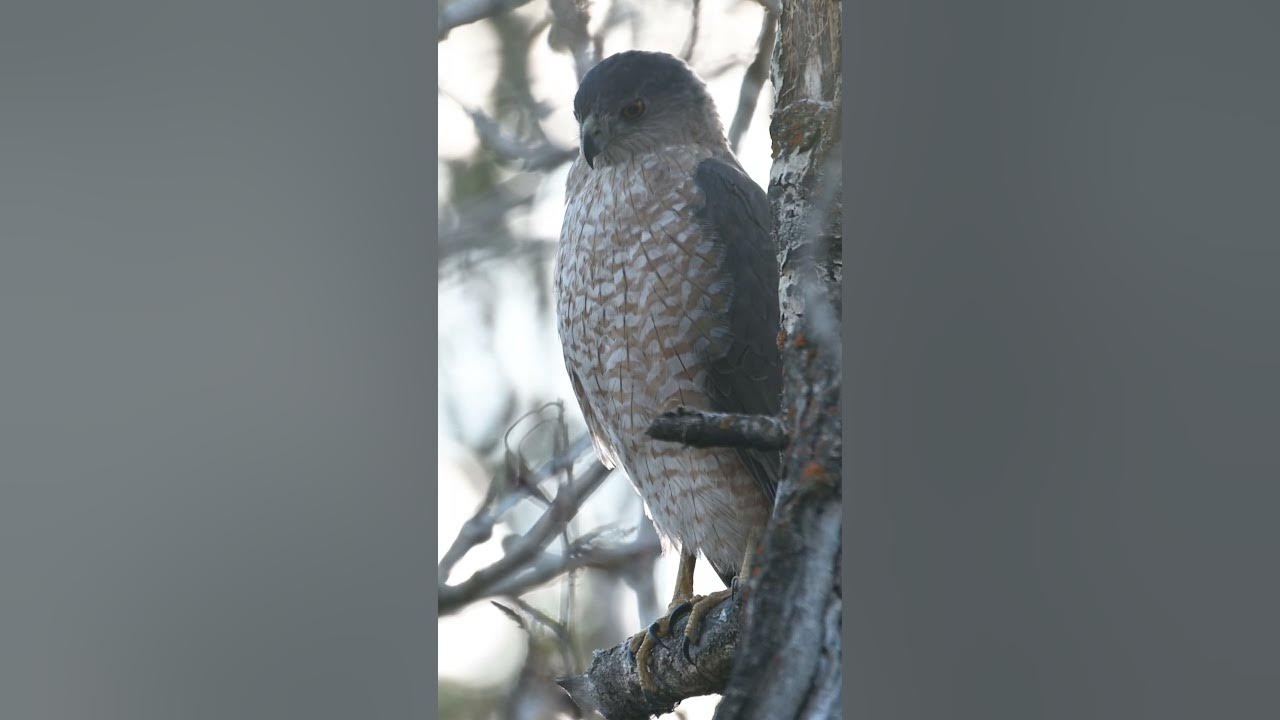 Cooper's hawk call shorts YouTube