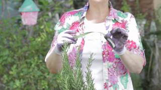 How to Prune Rosemary to a Cone Shape : Garden Space