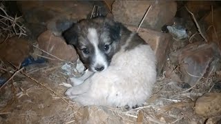 Rescue a stray puppy who eats garbage and sleeps in rocks (part 1) by Pets are angels 4,205 views 6 months ago 10 minutes, 4 seconds