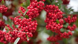 How To Grow Firethorn