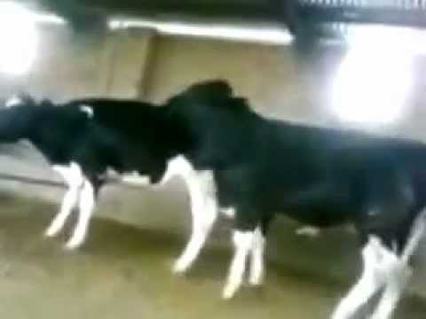 cow-fail---vaca-fail