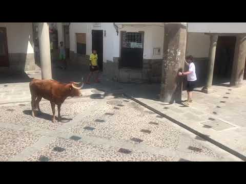 Vaca enmaromada en La Puebla de Montalbán