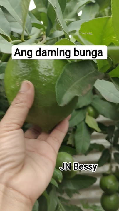 Daming bunga Ng lemon