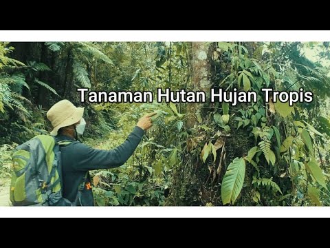 Tanaman "Hutan Hujan Tropis" Mamasa I Part 1