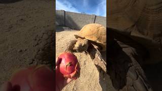 Ike Trying Dragon Fruit 🐢