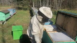Осмотр двух пчелосемей в одном Владимирском улье-лежаке, видео от 23.04. Подстановка рамок вощины