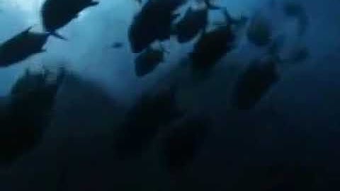 (أفرأيت الذي كفر بآياتنا وقال لأوتين مالا وولدا) تلاوة رائعة للشيخ ياسر الدوسري