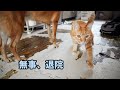 【下半身不随だった猫】手術からパワーアップして帰ってきました